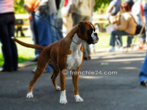 CAC Leipzig Quality der von der Akazienbr&ouml;cke